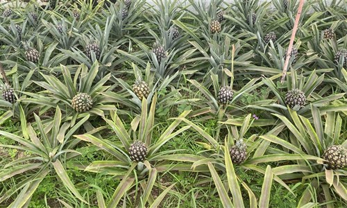 Azorské ostrovy - São Miguel – pěší turistika v zeleném ráji - Fajã de Baixo - ananasová plantáž