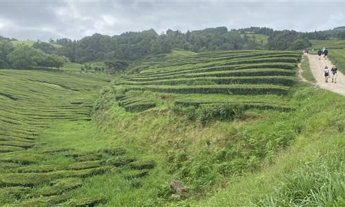 Azorské ostrovy - São Miguel – pěší turistika v zeleném ráji - Čajové plantáže