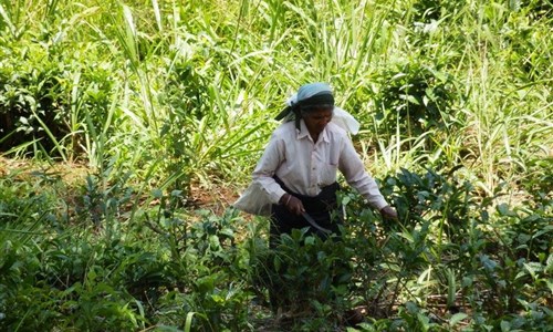 Aktivní Srí Lanka - pro radost duše i těla - Nanu Oya