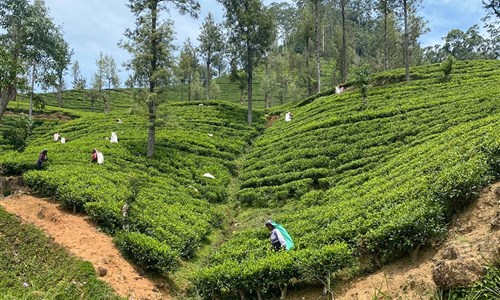 Aktivní Srí Lanka - pro radost duše i těla - Nuwara Ellia