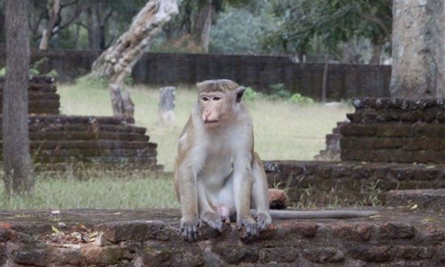 Aktivní Srí Lanka - pro radost duše i těla - Polonnaruwa - makak