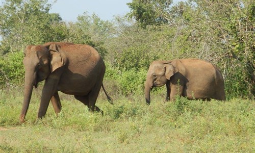 Aktivní Srí Lanka - pro radost duše i těla - Udawalawe - národní park