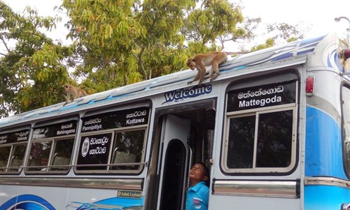 Aktivní Srí Lanka - pro radost duše i těla - Srí lanka - místní autobus