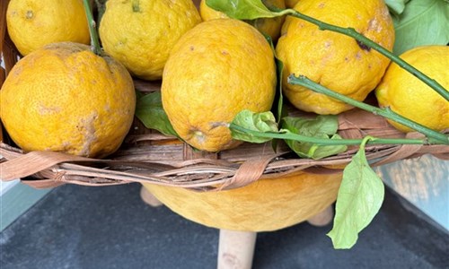 Ischie, Capri, Procida - 3 Sirény Neapolského zálivu - Citrony z Procidy