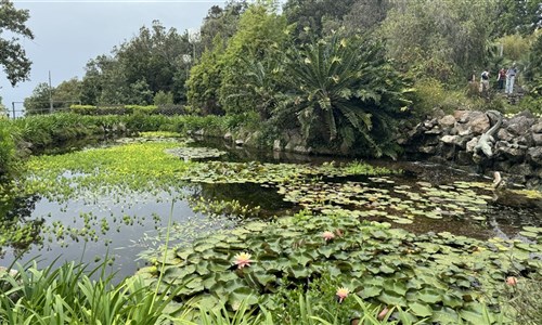 Neapolský záliv a Ischie letecky - Ischie, zahrady La Mortella