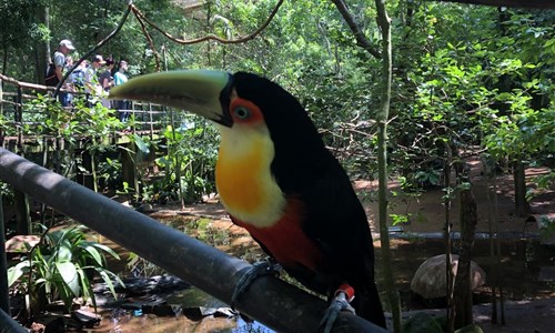Rio de Janeiro, vodopády Igucu a ostrov Ilha Grande - ptačí park u vodopádů Iguacu