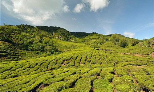 Poznávání Malajsie s koupáním na Langkawi - Cameron Highlands - čajové plantáže
