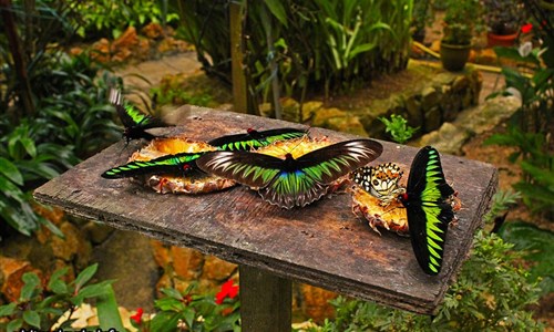 Poznávání Malajsie s koupáním na Langkawi - Motýlí park