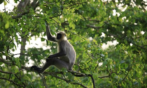 Jižní Indie - hinduistické klenoty a pohoda pláží - národní park Periyar - opice hulman