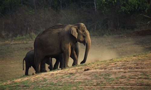 Jižní Indie - hinduistické klenoty a pohoda pláží - národní park Periyar - sloni