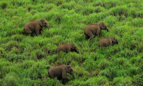 Jižní Indie - hinduistické klenoty a pohoda pláží - národní park Periyar - sloni
