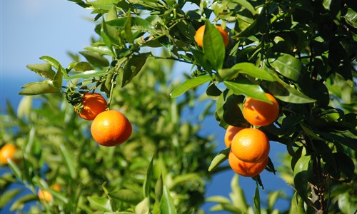 Mallorca, kouzelný ostrov Baleárského souostroví