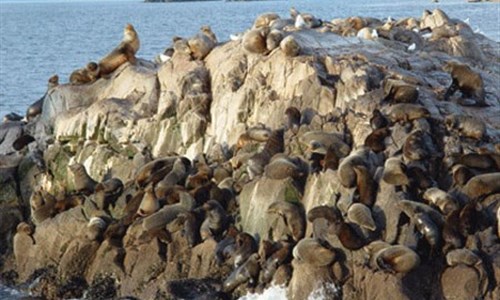 Argentina - Buenos Aires, Patagonie, Ohňová země - Isla de Lobos