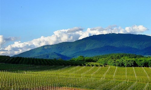 Alsasko, Švýcarsko a Černý les - za víny a poznáním do tří zemí s výjezdem na Dračí horu - Černý les