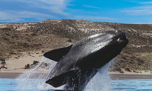 Buenos Aires a poloostrov Valdés – setkání s přírodou a pozorování velryb a tučňáků