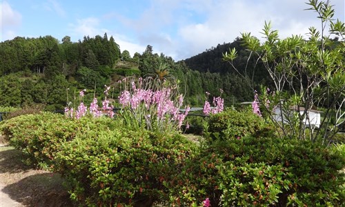 Azorské ostrovy - São Miguel – pěší turistika v zeleném ráji - Sao Miguel - Furnas