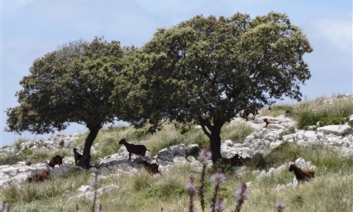 Mallorca s turistikou - nedotčená příroda a tradiční architektura - Sierra Tramuntana