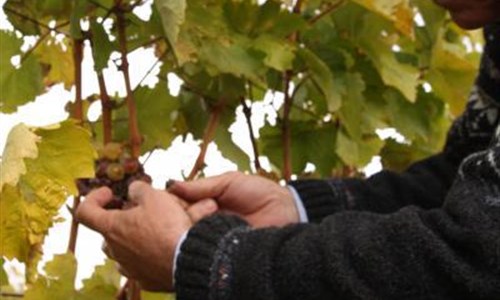 Tokajské dobrodružství v Uhrách a na Slovensku - Tokajské dobrodružství u Uhrách a na Slovensku