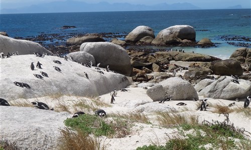 To nejlepší z jižní Afriky - Boulders Beach - kolonie tučňáků
