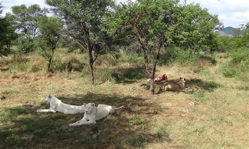 To nejlepší z jižní Afriky - Safari
