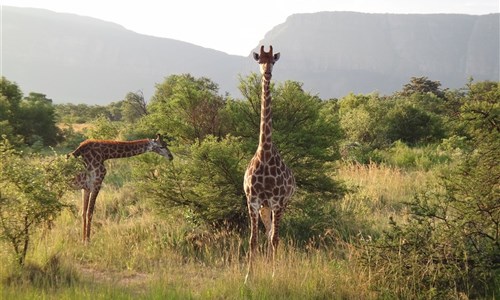 To nejlepší z jižní Afriky - Safari