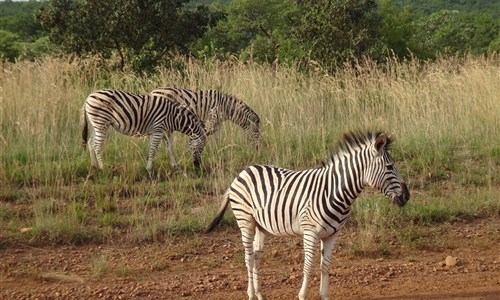 To nejlepší z jižní Afriky - Safari
