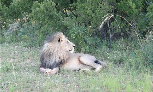 To nejlepší z jižní Afriky - Safari