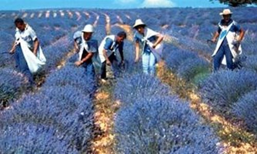 Provence s vůní levandule - Provence s vůní levandule